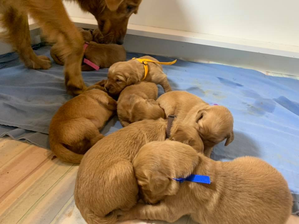 Pups1